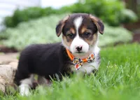 George, a male Pembroke Welsh Corgi for sale in Dundee, OH – Photo 3 of 3