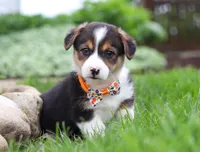 George, a male Pembroke Welsh Corgi for sale in Dundee, OH – Photo 1 of 3