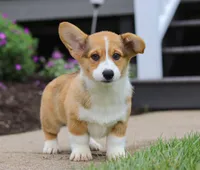Diamond, a male Pembroke Welsh Corgi for sale in Dundee, OH – Photo 5 of 5