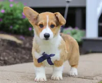 Diamond, a male Pembroke Welsh Corgi for sale in Dundee, OH – Photo 1 of 5