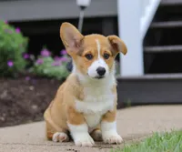 Diamond, a male Pembroke Welsh Corgi for sale in Dundee, OH – Photo 2 of 5
