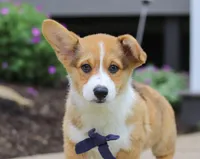 Diamond, a male Pembroke Welsh Corgi for sale in Dundee, OH – Photo 4 of 5