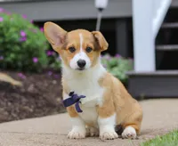 Diamond, a male Pembroke Welsh Corgi for sale in Dundee, OH – Photo 3 of 5