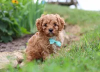 Kenny, a male Cavapoo for sale in Dundee, OH – Photo 7 of 7