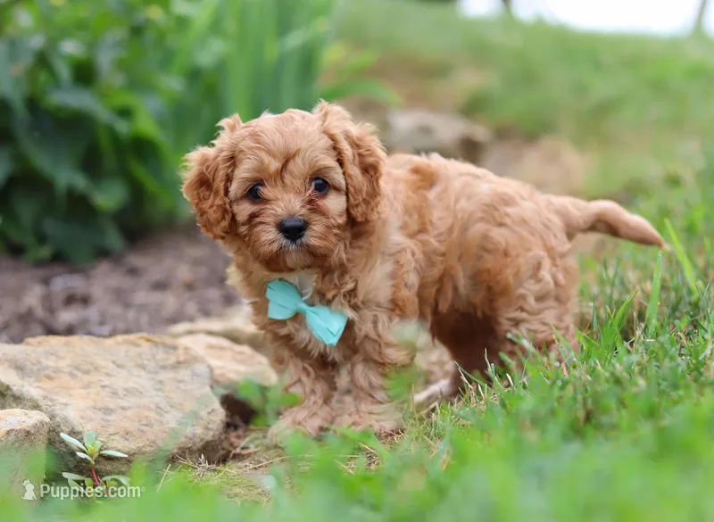 Kenny, a male Cavapoo for sale in Dundee, OH – Photo 1 of 7