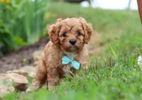 Kenny, a male Cavapoo for sale in Dundee, OH – Photo 2 of 7