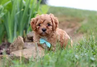 Kenny, a male Cavapoo for sale in Dundee, OH – Photo 5 of 7