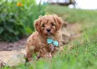 Kenny, a male Cavapoo for sale in Dundee, OH – Photo 3 of 7