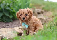 Kenny, a male Cavapoo for sale in Dundee, OH – Photo 4 of 7