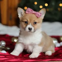 Twinkle, a female Pembroke Welsh Corgi for sale in Dundee, OH – Photo 6 of 9