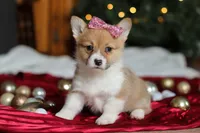 Twinkle, a female Pembroke Welsh Corgi for sale in Dundee, OH – Photo 6 of 9