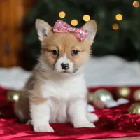 Twinkle, a female Pembroke Welsh Corgi for sale in Dundee, OH – Photo 8 of 9