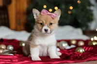 Twinkle, a female Pembroke Welsh Corgi for sale in Dundee, OH – Photo 8 of 9