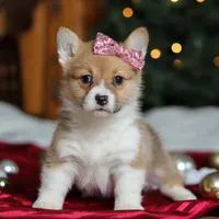 Twinkle, a female Pembroke Welsh Corgi for sale in Dundee, OH – Photo 3 of 9