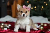 Twinkle, a female Pembroke Welsh Corgi for sale in Dundee, OH – Photo 3 of 9