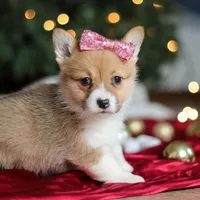 Twinkle, a female Pembroke Welsh Corgi for sale in Dundee, OH – Photo 5 of 9