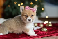 Twinkle, a female Pembroke Welsh Corgi for sale in Dundee, OH – Photo 5 of 9