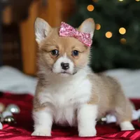 Twinkle, a female Pembroke Welsh Corgi for sale in Dundee, OH – Photo 2 of 9