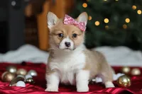 Twinkle, a female Pembroke Welsh Corgi for sale in Dundee, OH – Photo 2 of 9