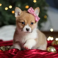 Twinkle, a female Pembroke Welsh Corgi for sale in Dundee, OH – Photo 4 of 9