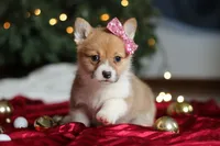 Twinkle, a female Pembroke Welsh Corgi for sale in Dundee, OH – Photo 4 of 9