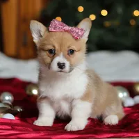 Twinkle, a female Pembroke Welsh Corgi for sale in Dundee, OH – Photo 7 of 9