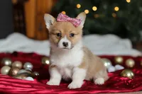 Twinkle, a female Pembroke Welsh Corgi for sale in Dundee, OH – Photo 7 of 9