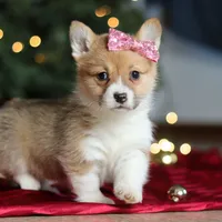 Twinkle, a female Pembroke Welsh Corgi for sale in Dundee, OH – Photo 1 of 9