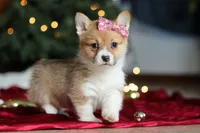 Twinkle, a female Pembroke Welsh Corgi for sale in Dundee, OH – Photo 1 of 9