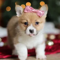 Twinkle, a female Pembroke Welsh Corgi for sale in Dundee, OH – Photo 9 of 9