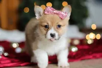 Twinkle, a female Pembroke Welsh Corgi for sale in Dundee, OH – Photo 9 of 9