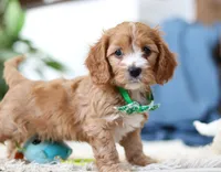 Jasper, a male Cavapoo for sale in Dundee, OH – Photo 2 of 6