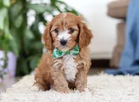 Jasper, a male Cavapoo for sale in Dundee, OH – Photo 5 of 6
