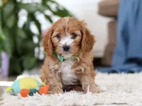 Jasper, a male Cavapoo for sale in Dundee, OH – Photo 1 of 6