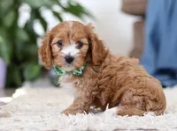 Jasper, a male Cavapoo for sale in Dundee, OH – Photo 4 of 6