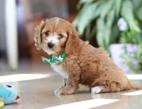 Jasper, a male Cavapoo for sale in Dundee, OH – Photo 3 of 6