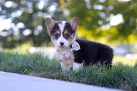 Cinderella, a female Pembroke Welsh Corgi for sale in Dundee, OH – Photo 2 of 6