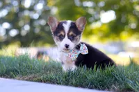 Cinderella, a female Pembroke Welsh Corgi for sale in Dundee, OH – Photo 1 of 6