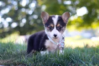 Cinderella, a female Pembroke Welsh Corgi for sale in Dundee, OH – Photo 4 of 6