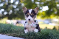 Cinderella, a female Pembroke Welsh Corgi for sale in Dundee, OH – Photo 3 of 6