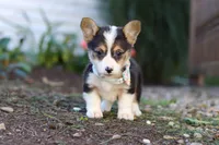 Cinderella, a female Pembroke Welsh Corgi for sale in Dundee, OH – Photo 5 of 6