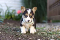 Cinderella, a female Pembroke Welsh Corgi for sale in Dundee, OH – Photo 6 of 6