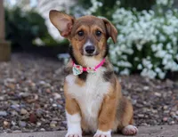 Daisy, a female Pembroke Welsh Corgi for sale in Dundee, OH – Photo 6 of 6