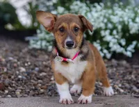 Daisy, a female Pembroke Welsh Corgi for sale in Dundee, OH – Photo 1 of 6