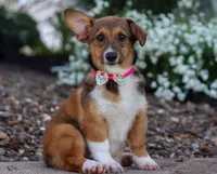 Daisy, a female Pembroke Welsh Corgi for sale in Dundee, OH – Photo 5 of 6