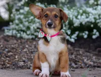 Daisy, a female Pembroke Welsh Corgi for sale in Dundee, OH – Photo 2 of 6