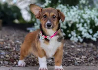 Daisy, a female Pembroke Welsh Corgi for sale in Dundee, OH – Photo 3 of 6