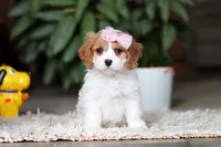 Rita, a female Cavapoo for sale in Dundee, OH – Photo 2 of 10