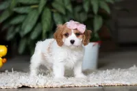 Rita, a female Cavapoo for sale in Dundee, OH – Photo 6 of 10