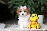 Rita, a female Cavapoo for sale in Dundee, OH – Photo 8 of 10